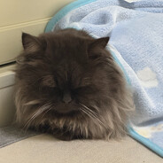 霉霉飞飞（能开个加速器么）