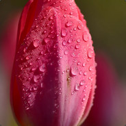 裤裆里的郁金香