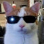 Sunglass Cat