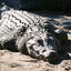Fat Crocodile