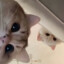 Ming