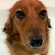 Mon4ik(калбасенко)