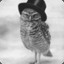 ||| Fancy Owl |||