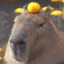 Capybara Mortifera :3