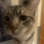 pawlixy