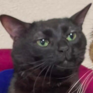 QuantumCat