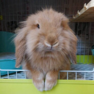 捂脸 梅姬斯图斯