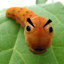 Irate Caterpillar