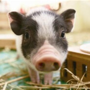 小香猪大七河马