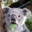 KozyKoala