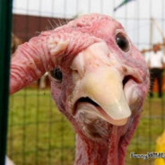 Not A Japanese Whaler