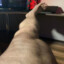 Leg