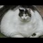 i&#039;m a really really fat cat