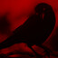 crowdex​.
