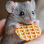 A Cute Little Mouse