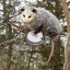 Banjopossum