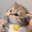 Kitcat