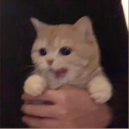 Котик ♥