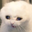 cryingcatlikealittlecutecat