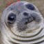 Foca de crista