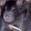 Nicotine Nibbler