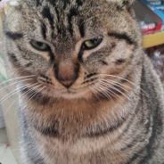 坑来了，请退让