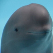 fero - steam id 76561198073448479