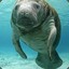 Manatee