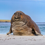 The Galumphing Oaf