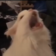 好奇害死喵了个咪