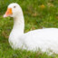 Goose695