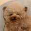 Funny Looking Dog.