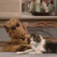 CatLOVER