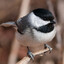 Chickadee