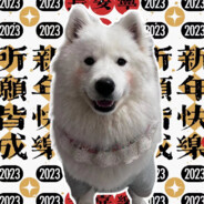 端午是只萨摩耶