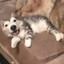 TheCatFaceDog