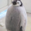 pingüino panzon