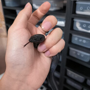 阿哲家的宠物蛇（养蛇