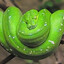 GreenSnake