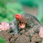 Knightmole