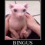 Bingus