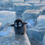 pinguin