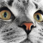 老猫