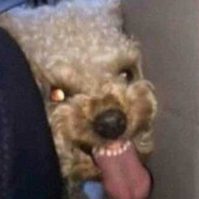 CANICHE TOY