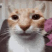 catlover357