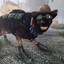 dogmeat