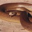 Taipan