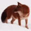 GoldenSpringFox