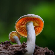 me mushroom man