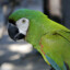 🍃『✦parakeet45✦』🍃